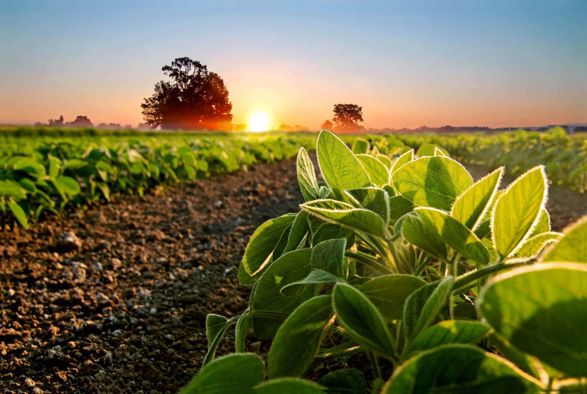 Sonnenaufgang über einem grünen Feld mit jungen Pflanzen, die in der Morgensonne leuchten.