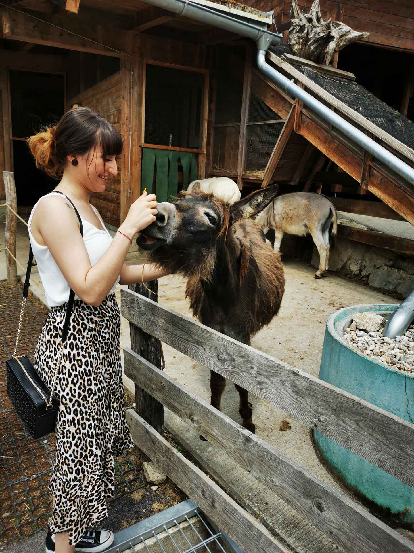 Person füttert Esel in einem Gehege, lächelt und genießt den Moment.