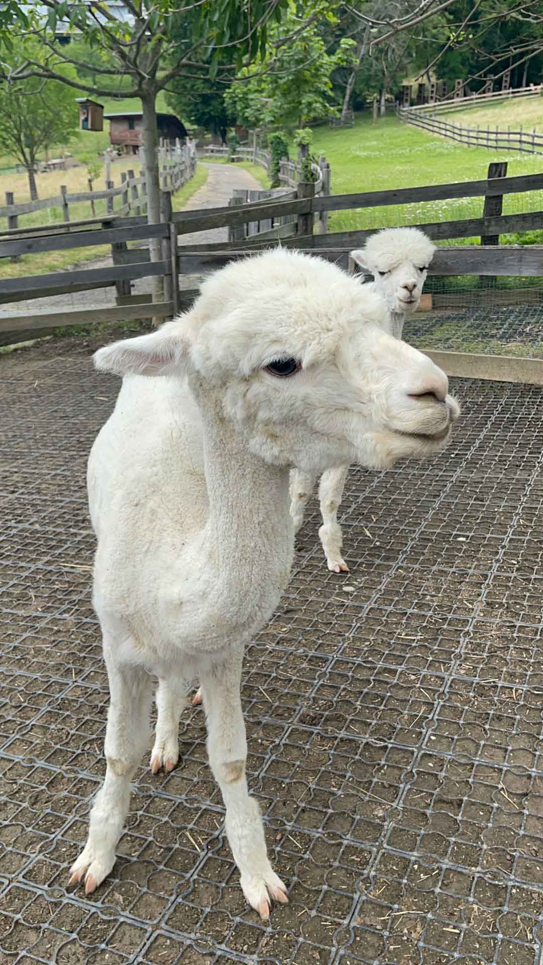 Zwei Alpakas stehen auf einem eingezäunten Weg in einer grünen, ländlichen Umgebung.
