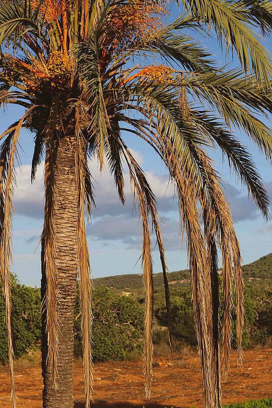 Palme in sonniger Landschaft, ideal für naturnahe Designs einer WordPress-Website der Webschmiede Oberwart.